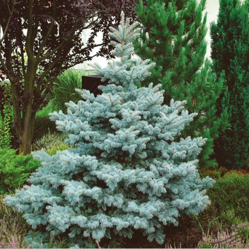 Ялина колюча голуба Кейбаб (Арізона)