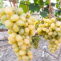 Виноград Слава Україні | Ранній