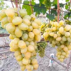 Виноград Слава Україні | Ранній