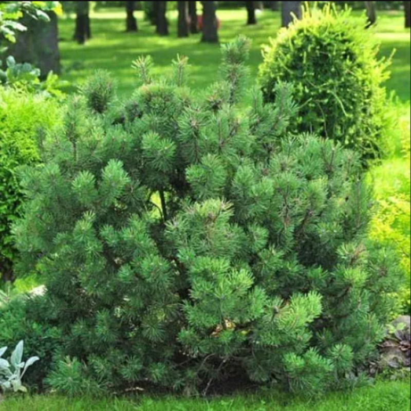 Сосна Гірська (кущова), d=50 см