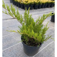 Ялівець середній Мінт Джулеп, 3 л, d=50-60см