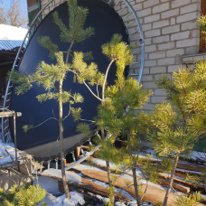 Сосна звичайна (Pinus sylvestris), h=140-160 см