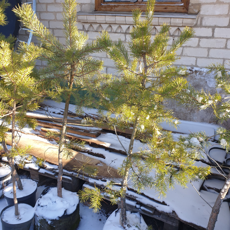 Сосна Звичайна / високоросла, h=110-120 см