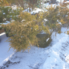 Ялівець Олд Голд середній, d=90 cм