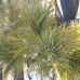 Сосна кедрова європейська, 18 л / h=50-75 см