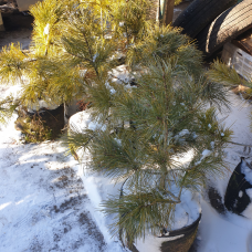 Сосна кедрова європейська, 18 л / h=50-75 см