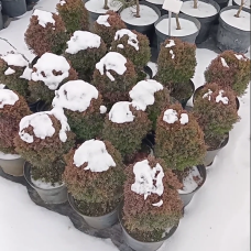 Туя західна Тедді, конт. 3л