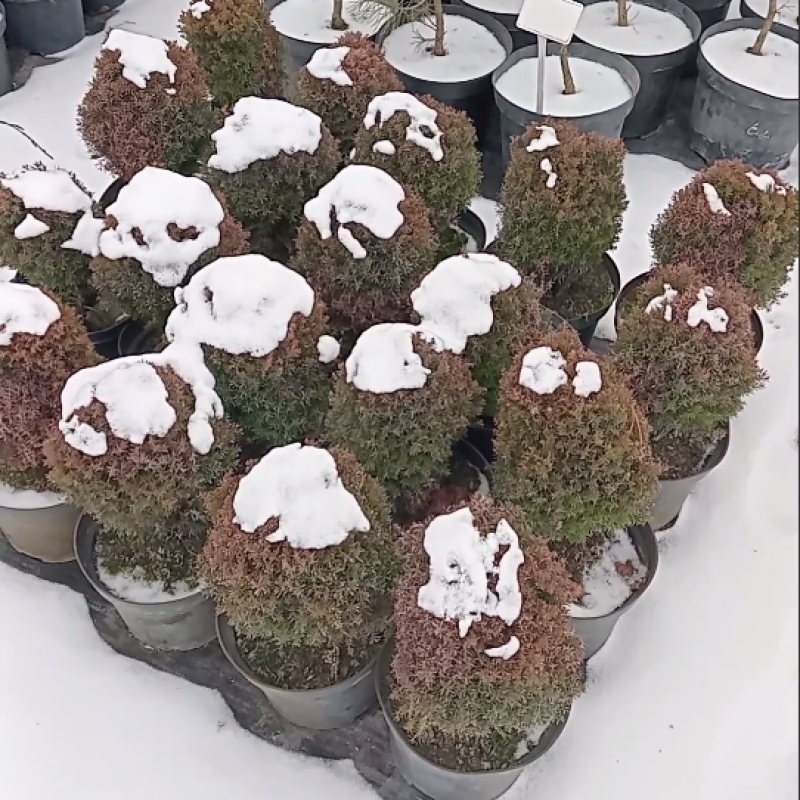 Туя західна Тедді, конт. 3л