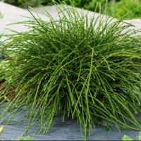 Туя складчаста Віпкорд, 3 л