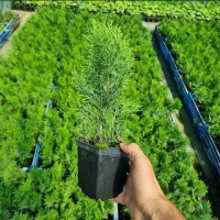 Туя західна Смарагд р9, h 25-30 см