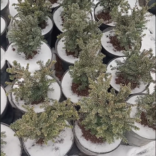 Ялина сербська Карел, h=20 см Ялина сербська Карел, h=20 см