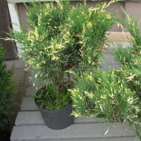 Ялівець козацький Варієгата 3 л, h 40-50 см; d 40 см