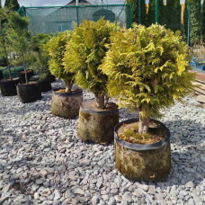 Туя західна Глобоза, 18 л / d=45-60 см