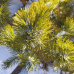 Сосна гачкувата Піренейська, h=35-55 см