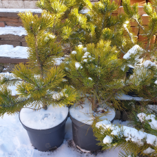 Сосна гачкувата Піренейська, h=35-55 см