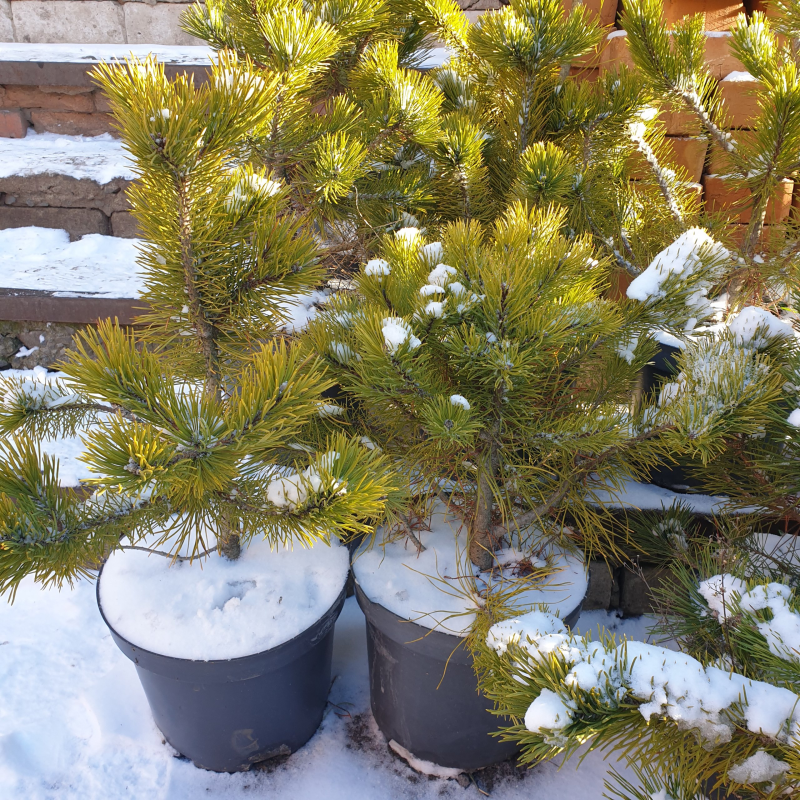 Сосна гачкувата Піренейська, h=35-55 см