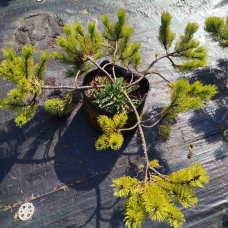 Сосна Гірська (кущова), d=50 см