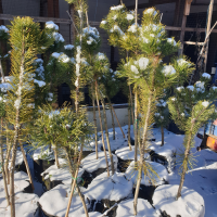 Сосна гірська на штамбі висотою 50-120 см