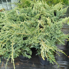 Ялівець лускатий Холгер, 3 л