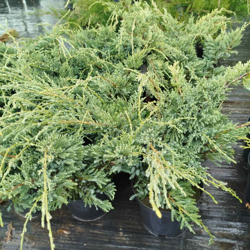 Ялівець лускатий Холгер, 3 л