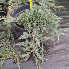 Ялівець Айс Блю горизонтальний, 3 л