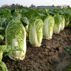 Капуста Пекінська, 20 шт - насіння Seedera PROFI