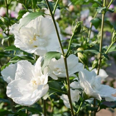 Гібіскус сирійський White Chiffon (Вайт Шифон) 0,5 л