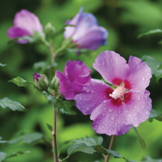 Гібіскус сирійський Violet Satin (Віолет Сатін) 0,5 л