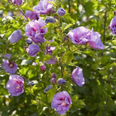 Гібіскус сирійський Lavender Chiffon (Левендер Шифон) 0,5 л