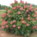 Гортензія дуболистна Аметист, Hydrangea arborescens Amethyst