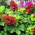Гортензія дуболистна Аметист, Hydrangea arborescens Amethyst