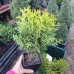 Туя західна Міріам, Thuja occidentalis Mirjam, 1л