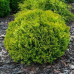 Туя західна Міріам, Thuja occidentalis Mirjam, 1л
