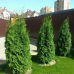 Туя західна Мікі, Thuja occidentalis Miky, (контейнер  3л)