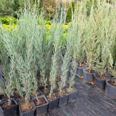 Ялівець скельний Блю Ерроу / Juniperus Blue Arrow, 1 л, h 60-75см