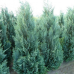 Кипарисовик Лавсона Вайт Спот, Chamaecyparis lawsoniana White Spot