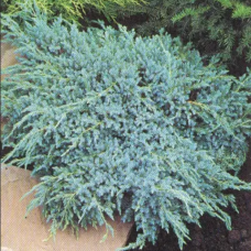 Ялівець лускатий Blue Carpet (Блю Карпет), горщик 18л