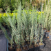 Ялівець скельний Блю Ерроу / Juniperus Blue Arrow, 1 л, h 60-75см