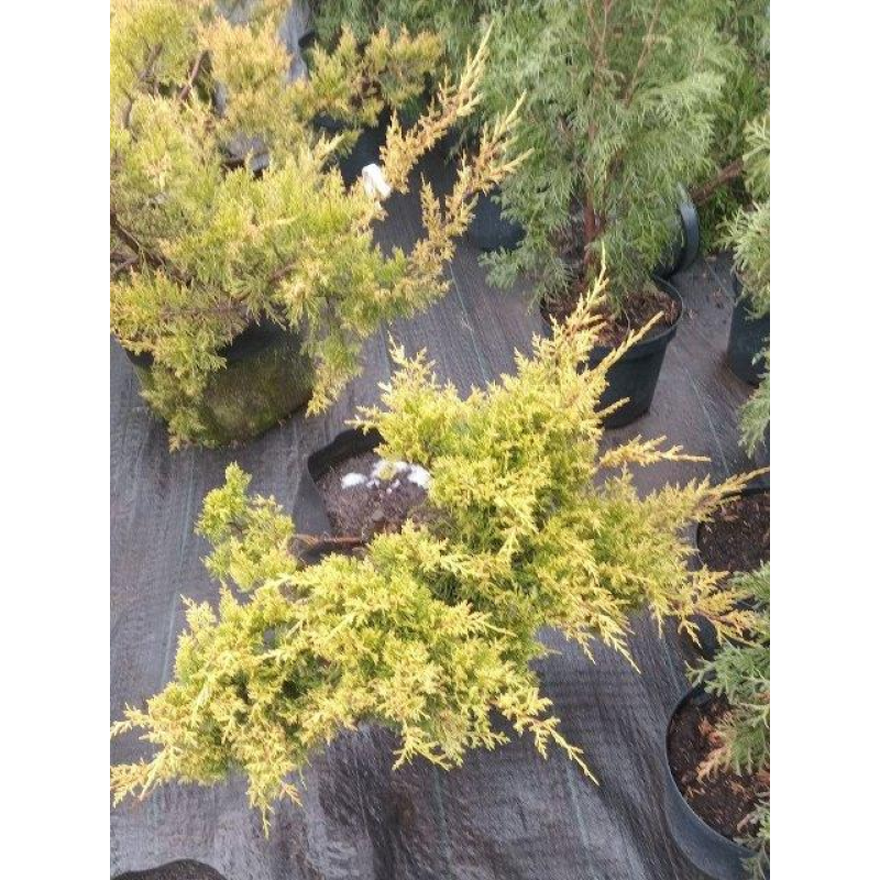 Ялівець китайський Kuriwao Gold (Курівао Голд), горщик 18л