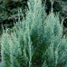 Кипарисовик Лавсона Вайт Спот, (White Spot), 18 л