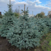 Ялина колюча блакитна Super Blue Seedling (Супер Блю Сідлінг), h=90-110 см