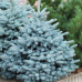 Ялина колюча блакитна Super Blue Seedling (Супер Блю Сідлінг), h=90-110 см