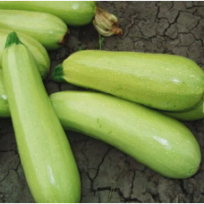 Кабачок Грибовський 37 - кущовий, 3 г - насіння SeedEra (0,7-1,3 кг)