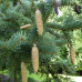 Ялина Меєра (Picea meyeri), горщик 7 л, h 80-90 см