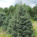 Ялина Меєра (Picea meyeri), горщик 7 л, h 80-90 см