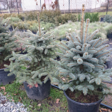 Ялина колюча блакитна Super Blue Seedling (Супер Блю Сідлінг), h=90-110 см