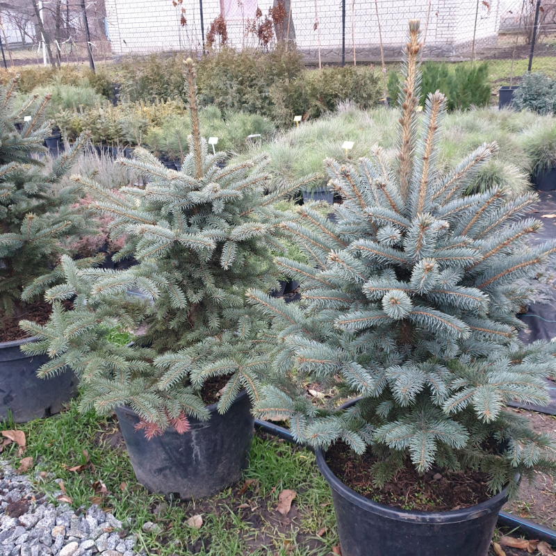 Ялина колюча блакитна Super Blue Seedling (Супер Блю Сідлінг), h=90-110 см