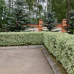 Дерен бiлий Елегантісіма (Elegantissima) р9