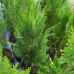 Кипарисовик Лавсона Еректа Вірідіс (Erecta Viridis), 5 л / h 50-65 см