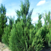 Кипарисовик Лавсона Еректа Вірідіс (Erecta Viridis), р9 / h=35-40 см